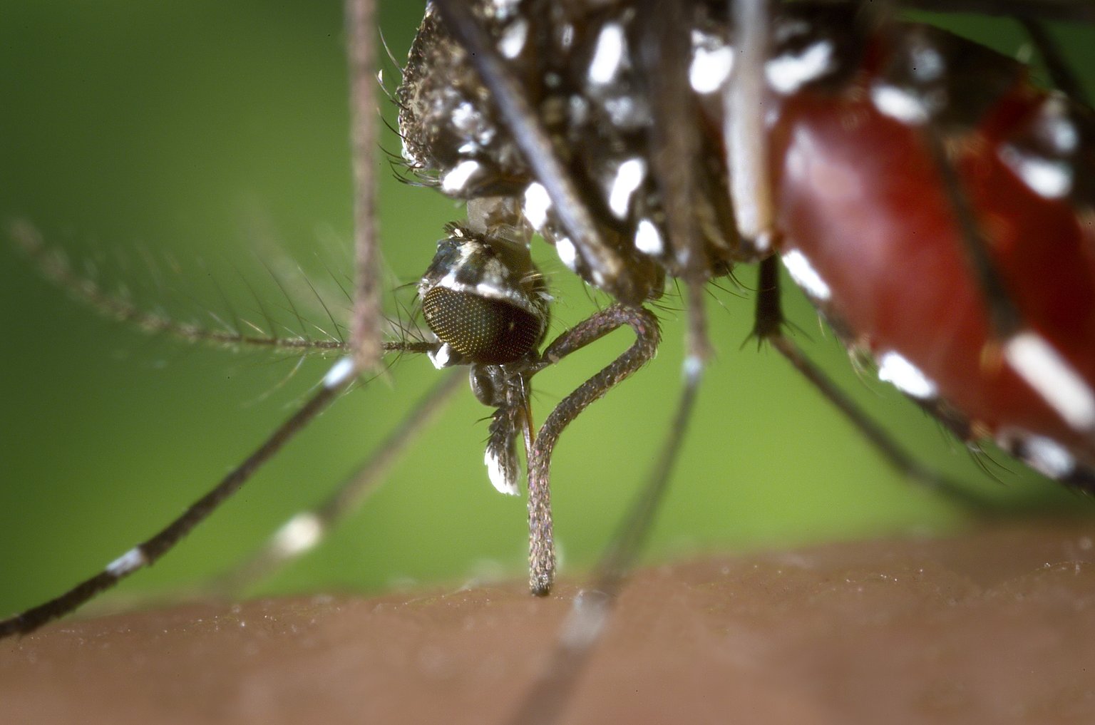 mosquitoes-that-could-carry-zika-found-in-ontario