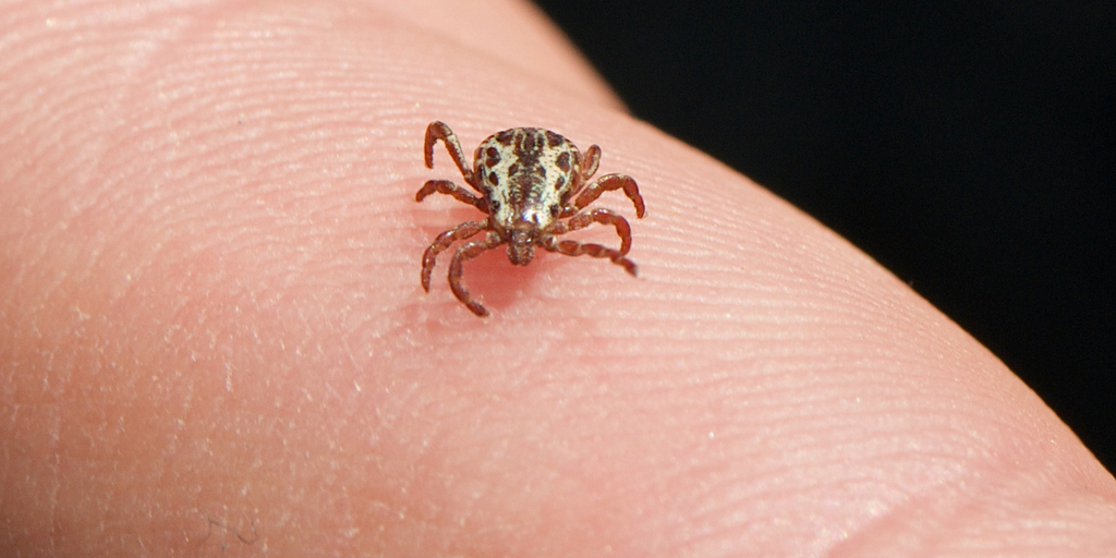 During most of its 2-year life cycle, the dog tick can usually be found in areas with long grass and tree cover.