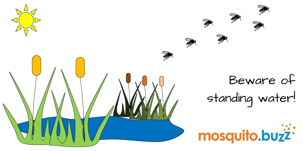 Mosquitoes breed in standing water.