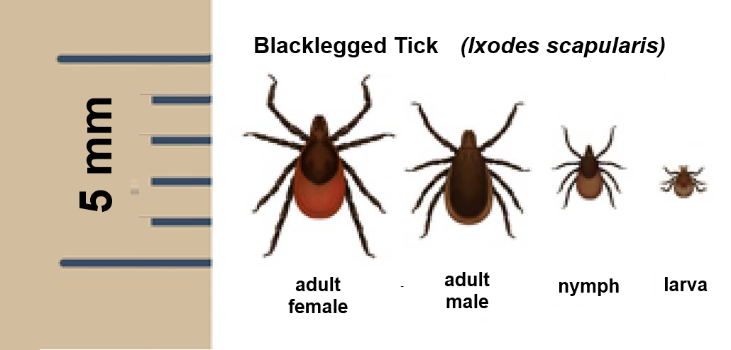 Blacklegged ticks (also known as deer ticks) are widespread throughout Canada, due to tick larvae and nymphs attaching themselves to migratory birds. 