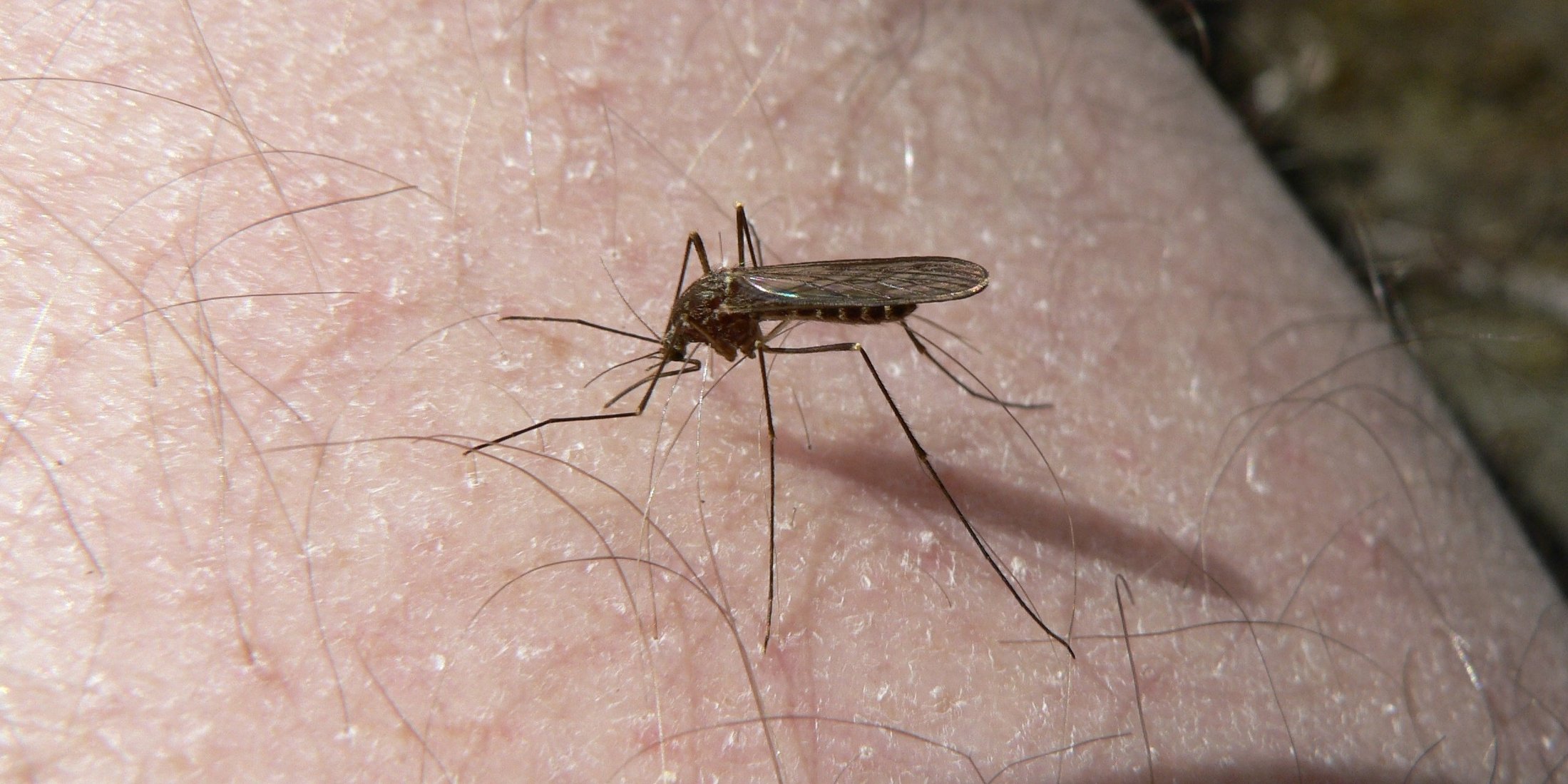 What Are The Different Types of Mosquitoes?