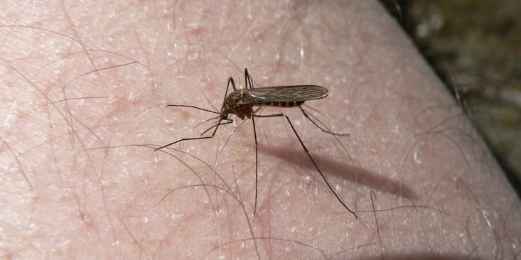 Culiseta-mosquito.jpg
