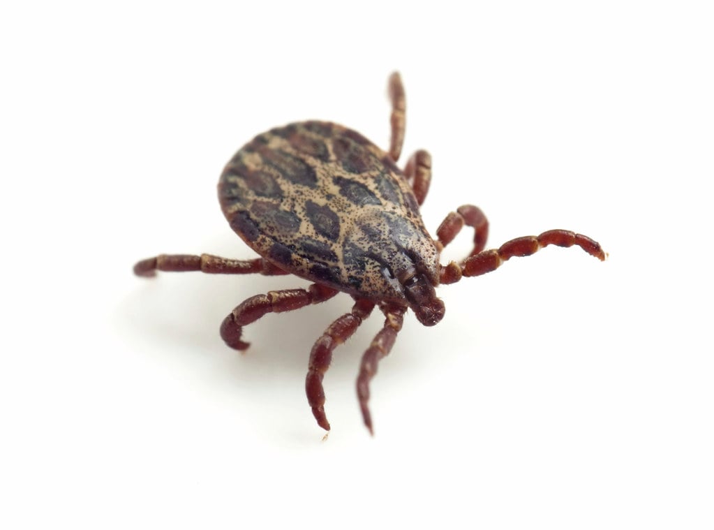 Some ticks can spread potentially harmful diseases.