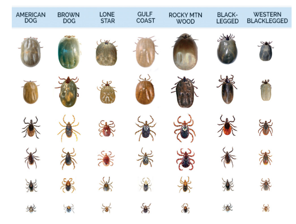 How To Identify Different Kinds Of Ticks