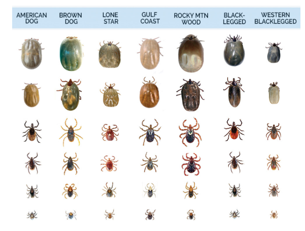 There are several different species of tick in Canada.