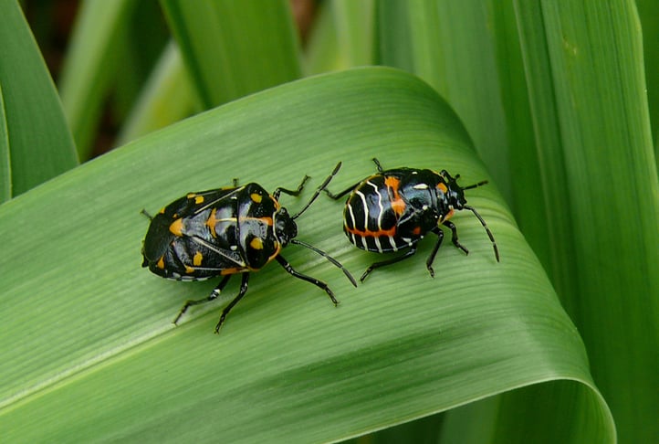 This is harlequin cabbage bug, not a tick