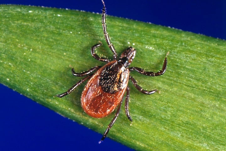 Many provinces in Canada are risk areas for Lyme disease.