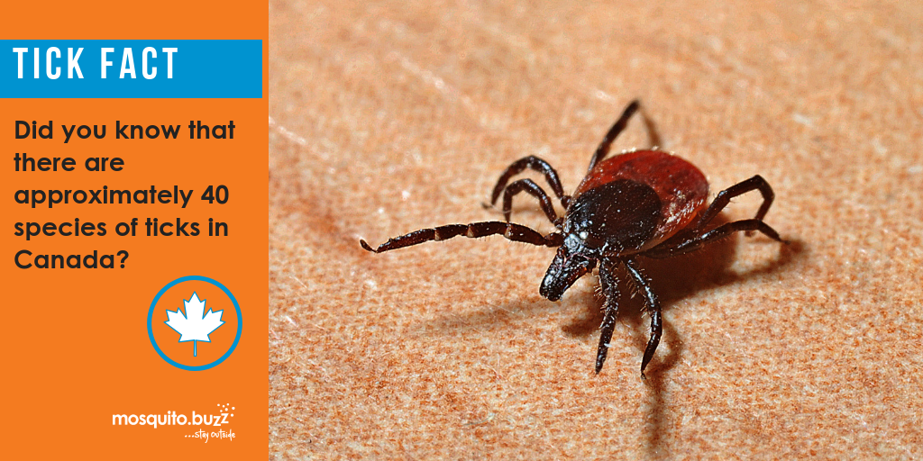 Ticks look for hosts before winter.