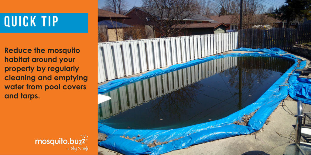 Eliminate standing water on your property.