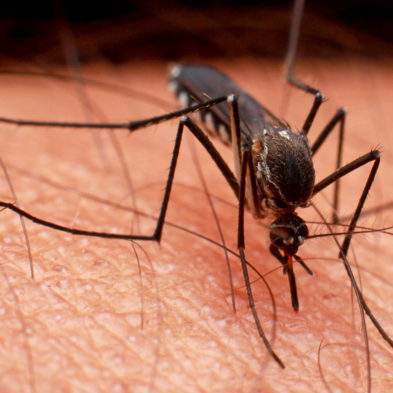 Mosquito Control Awareness Week 2019.