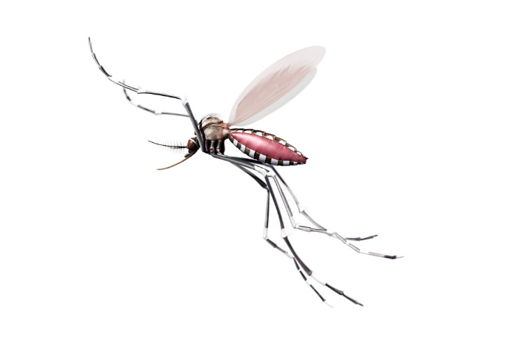 Mosquito Larvae PNG Transparent Images Free Download | Vector Files |  Pngtree