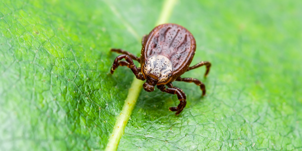 Lyme disease is on the rise in Canada.