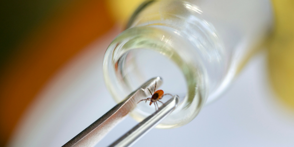 If you find a tick on you, save it in a plastic bag that you can seal or a pill bottle.