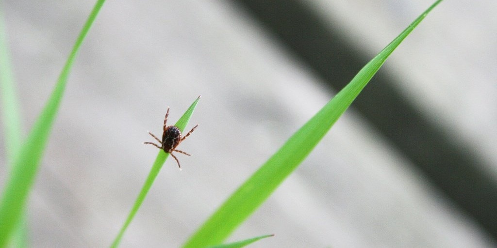 icks can't fly or jump; instead, they linger around on tall grasses, leaves, or wood piles, waiting for the perfect moment to strike.