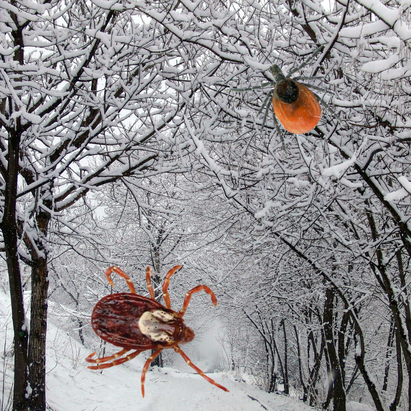 Ticks do not die in winter.