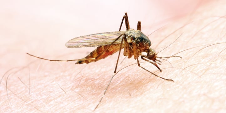 anopheles-mosquito.jpg