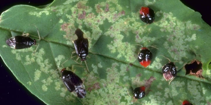 Ash plant bugs sort of look like ticks too