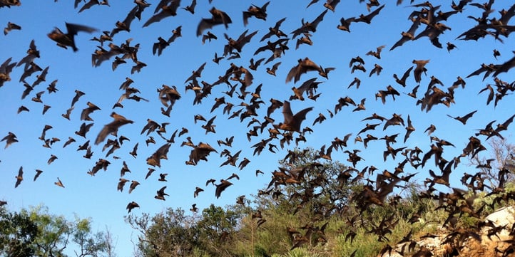 bats-solution-mosquitoes.jpg