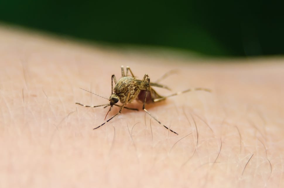 The lifespan of the cattail mosquito is very short (approximately 2 to 4 weeks).