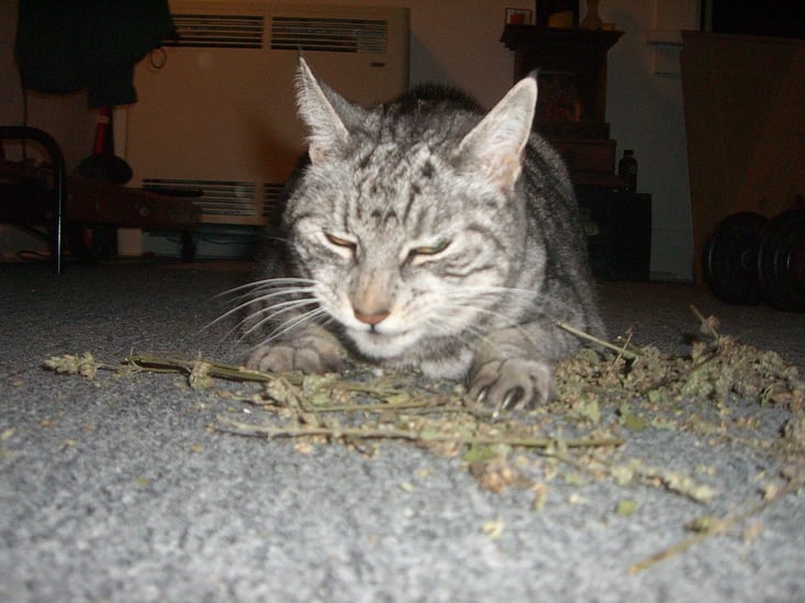 catnip-mosquito-repellent.jpg