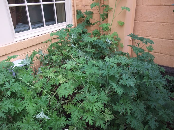 citrosa-geranium-mosquito-plant.jpg