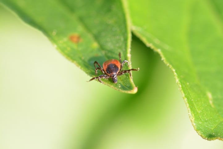 close-up-tick.jpg