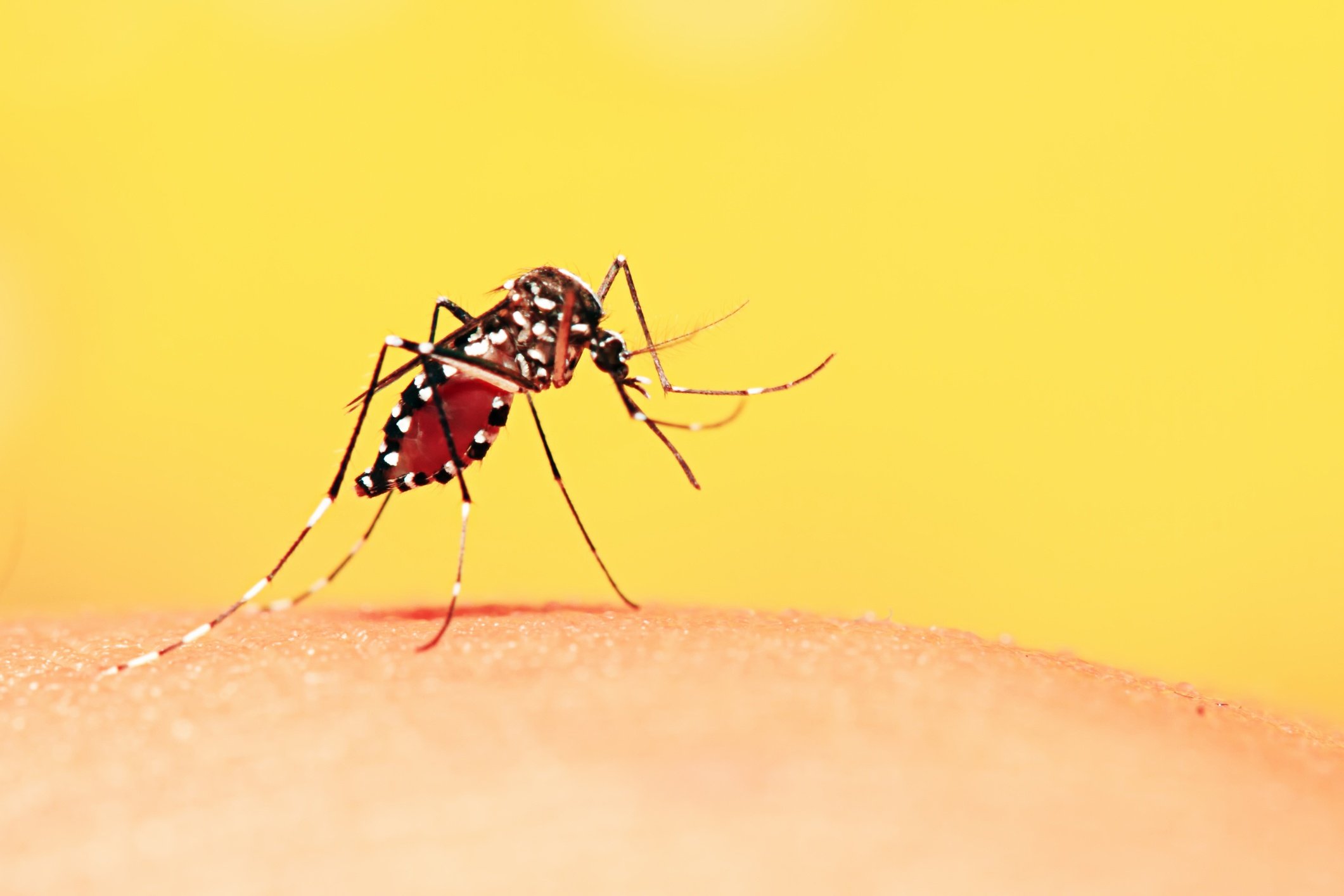 8 Common Mosquito Myths