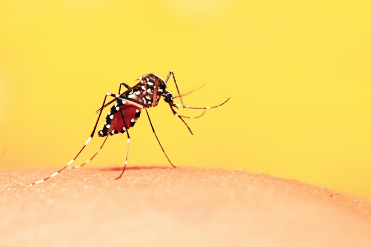 common-mosquito-myths.jpg