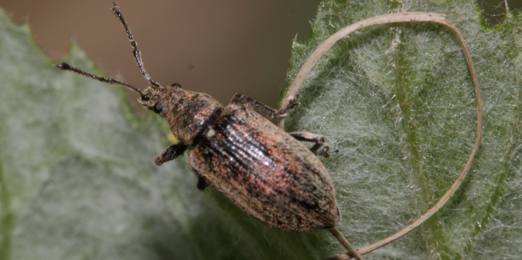 5 pest. Phyllobius pyri. Anthonomus pyri. Psylla pyri l Грушевая листоблошка. Cacopsylla pyri.