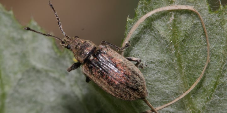 The common weevil is harmless compared to ticks