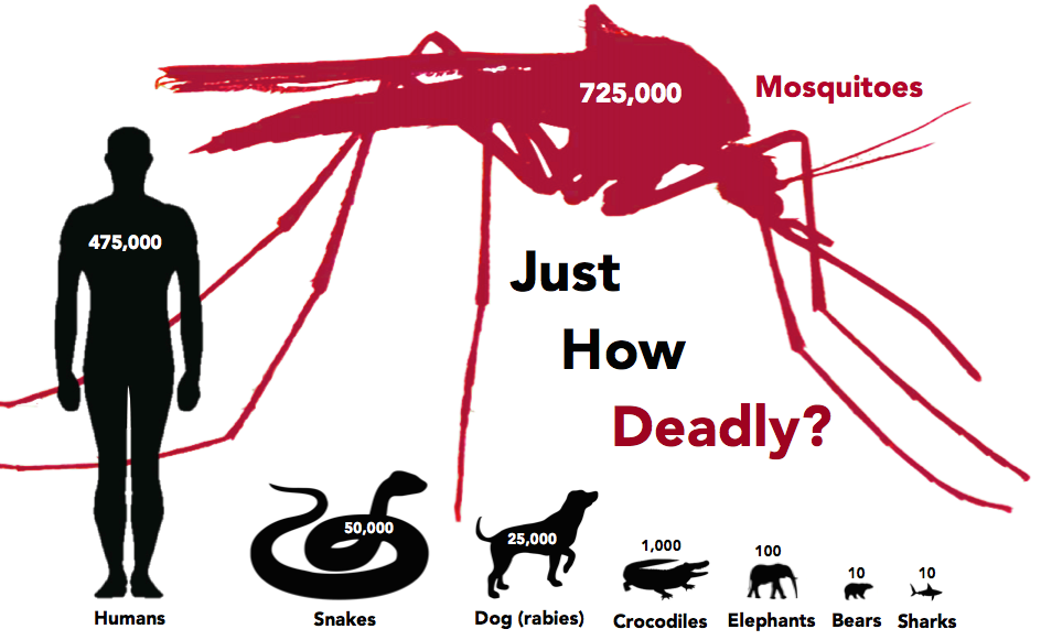 20 Random Mosquito Facts You Probably Didn't Know