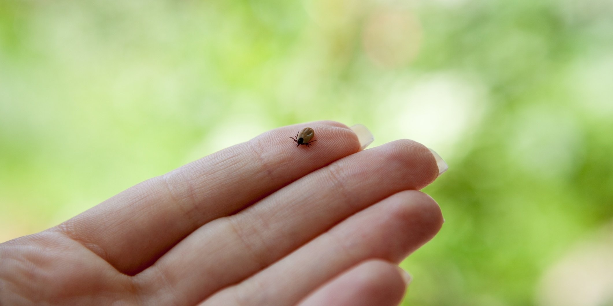Ticks do not have wings, and cannot fly or Jump.