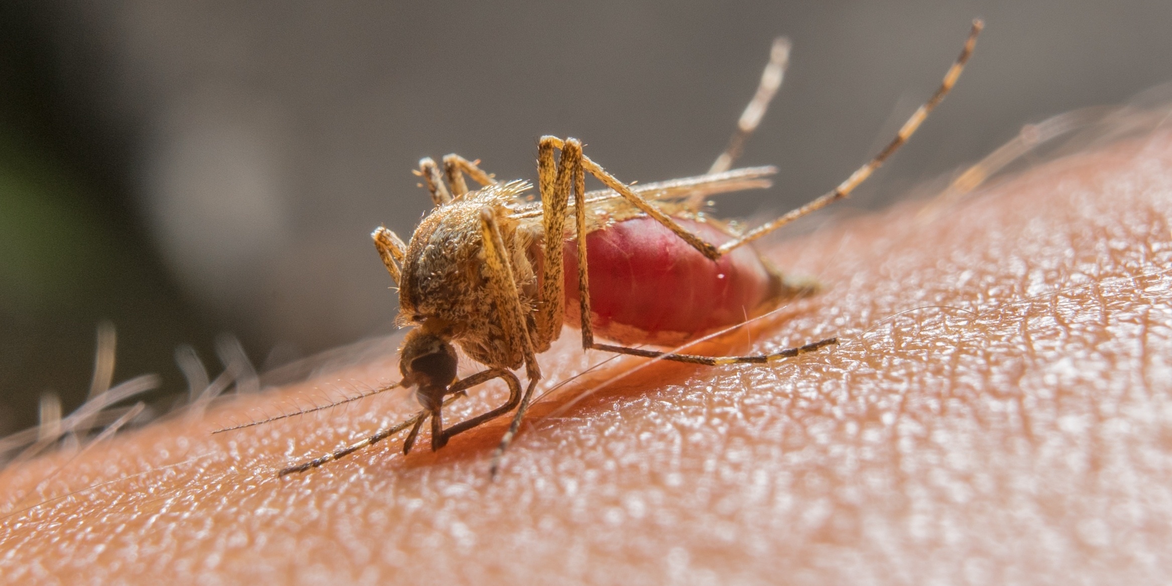 A mosquito using its proboscis.