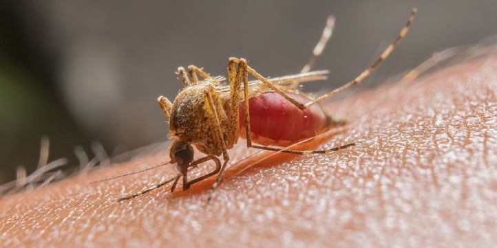 female-mosquitoes-bite.jpg