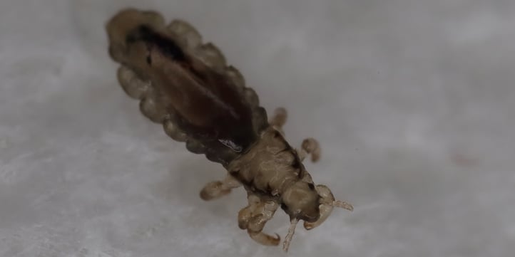 Head louse looks like a tick, but it isn't