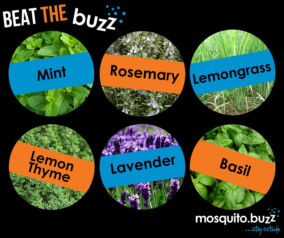 6 Essential Herbs That Repel Mosquitoes