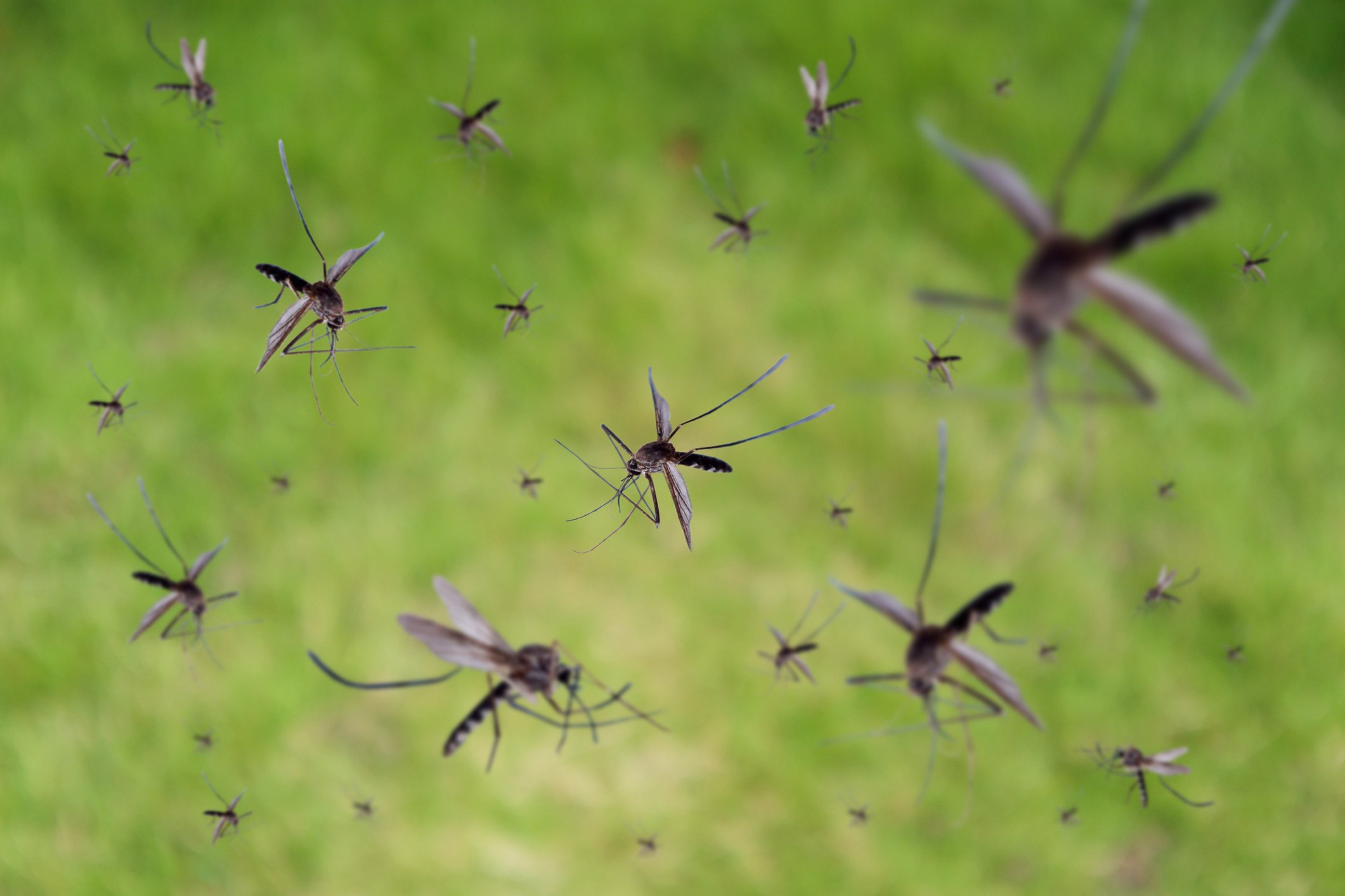 Mosquito prevention on your property is the best protection.