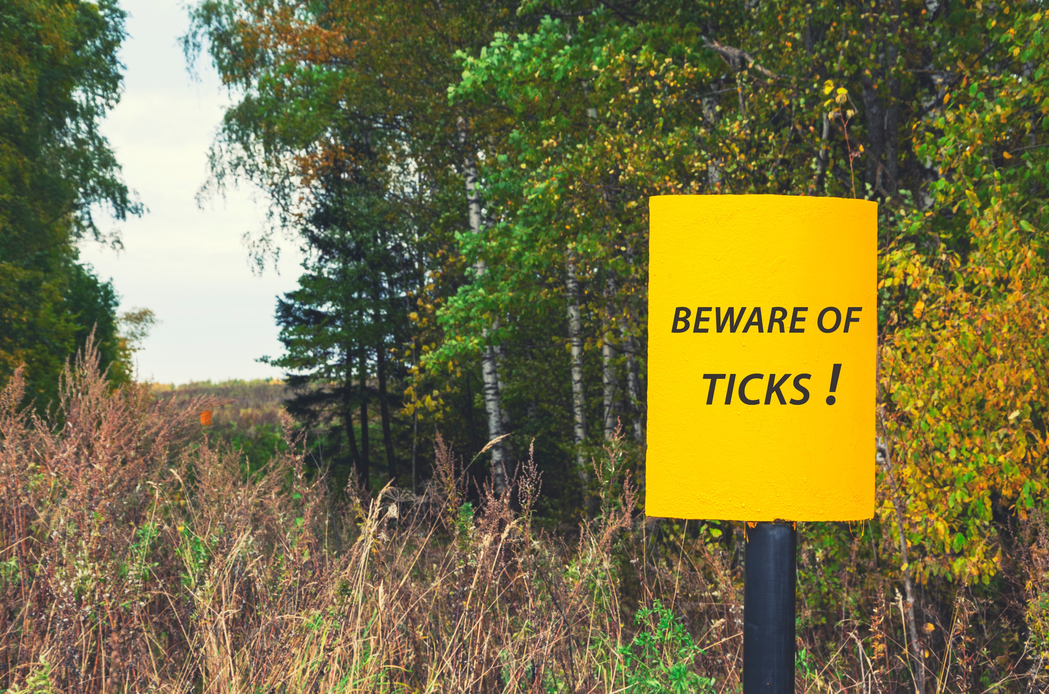 Ticks remain active as long as the weather is above freezing.