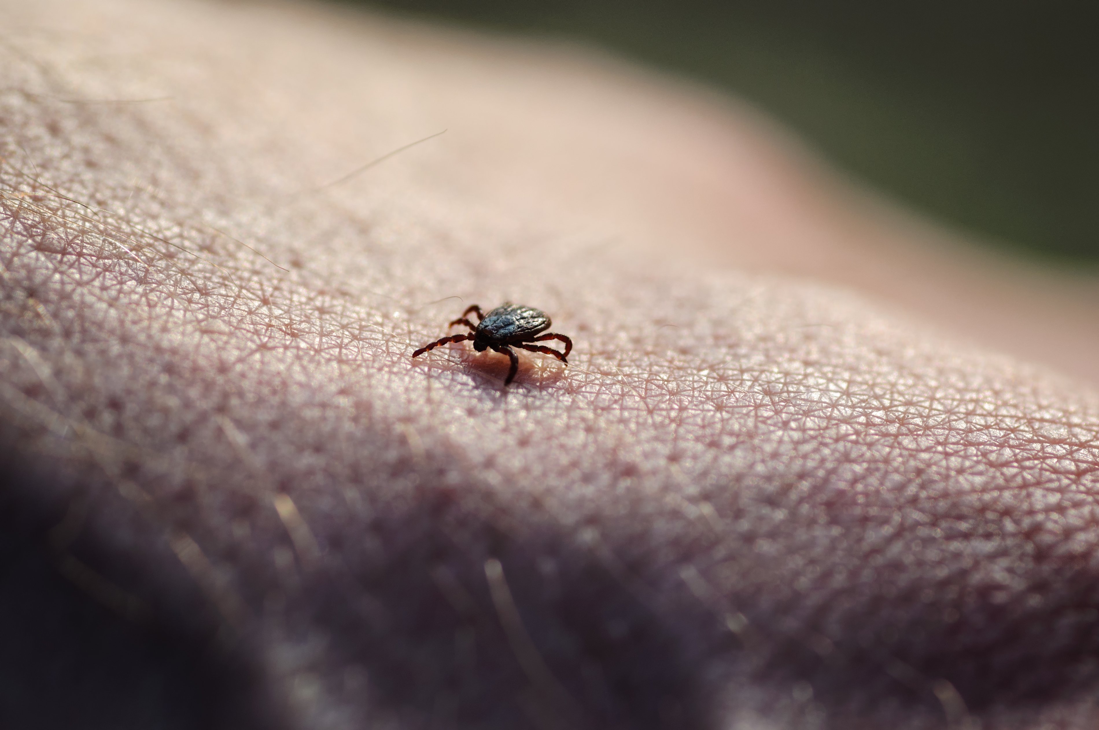 mosquito.buzz tick control will help get rid of ticks in Ottawa.