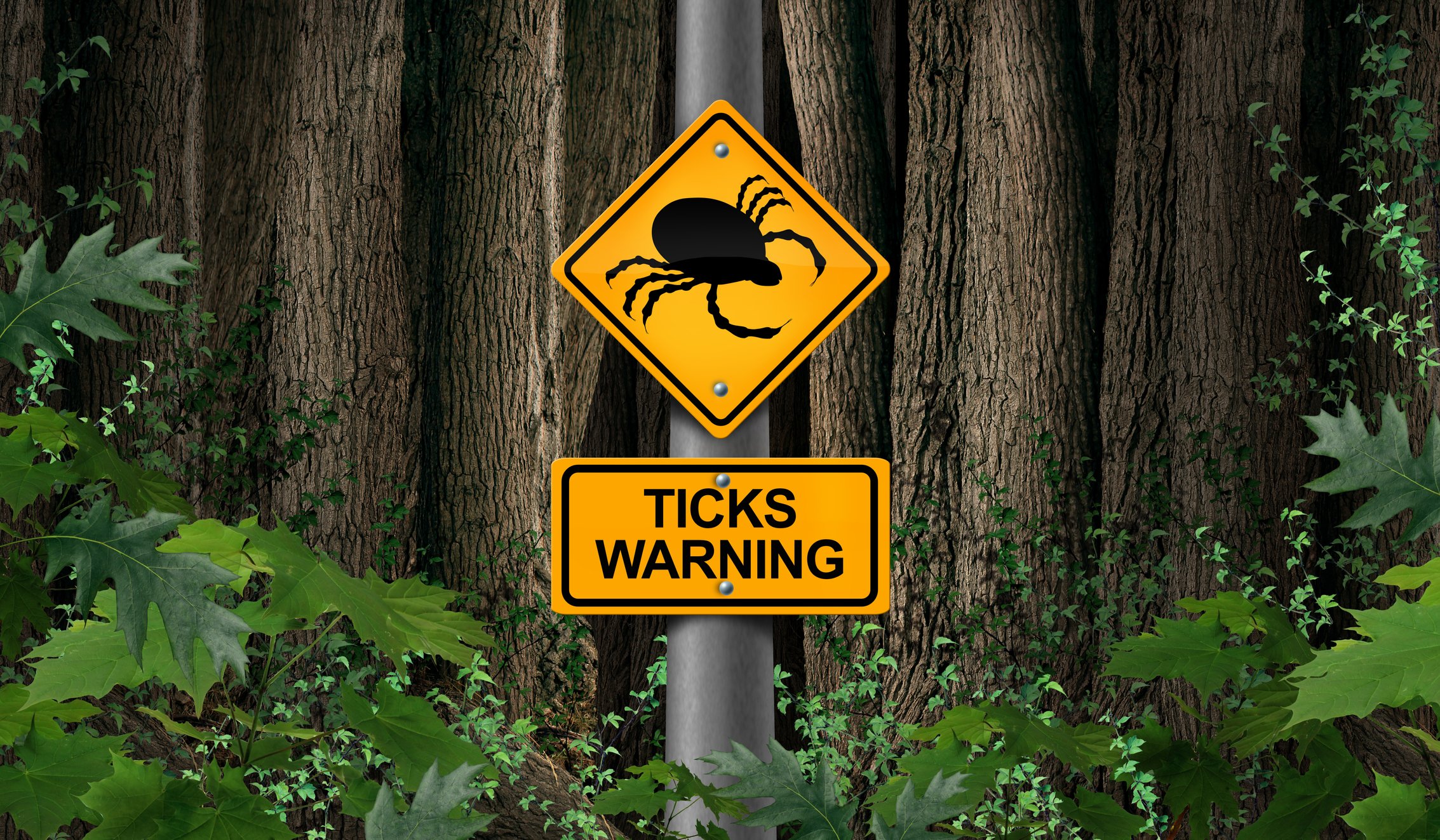 Beware of blacklegged ticks.