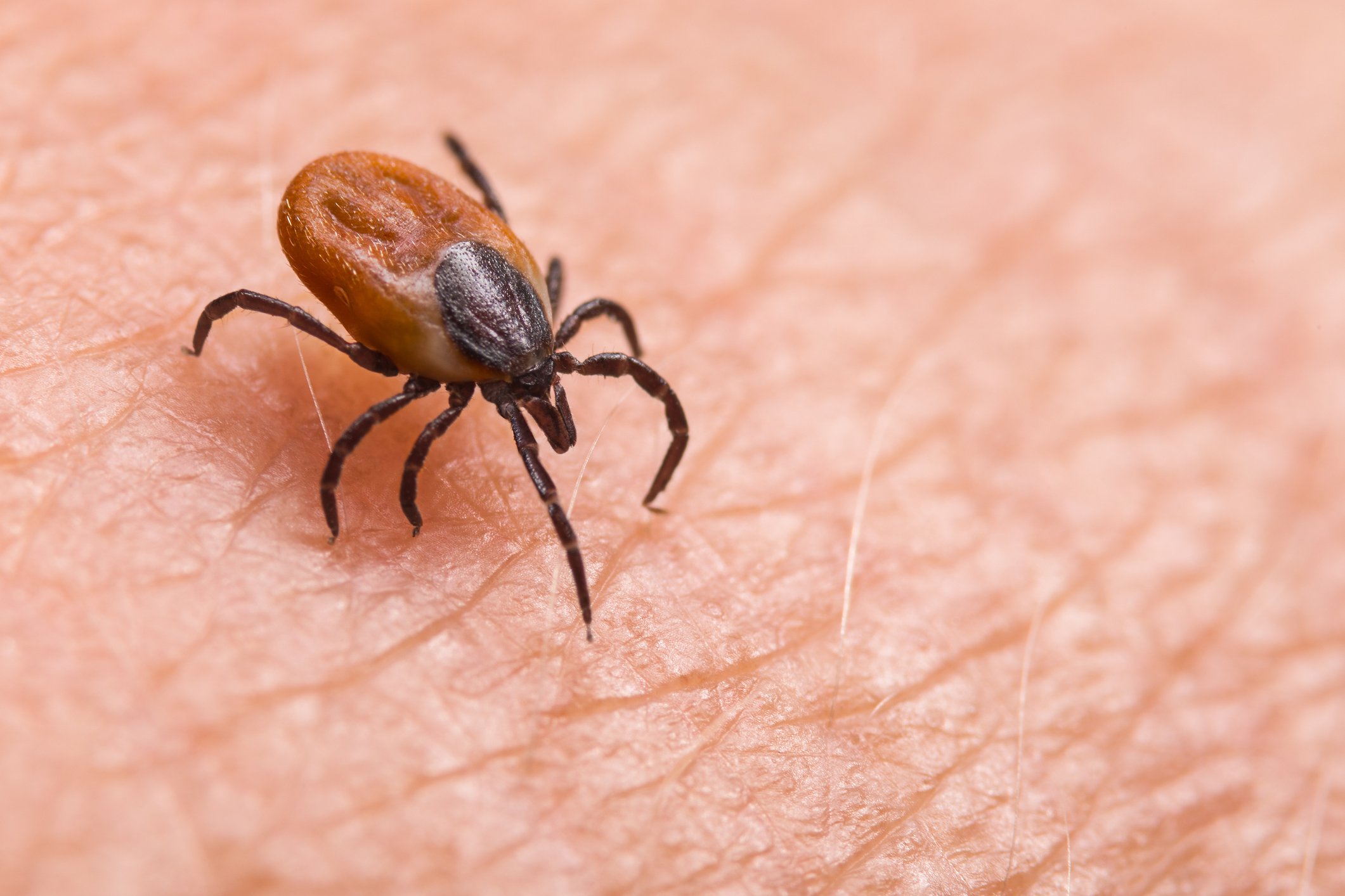 Lyme disease is spread from the bite of an infected Blacklegged Tick.