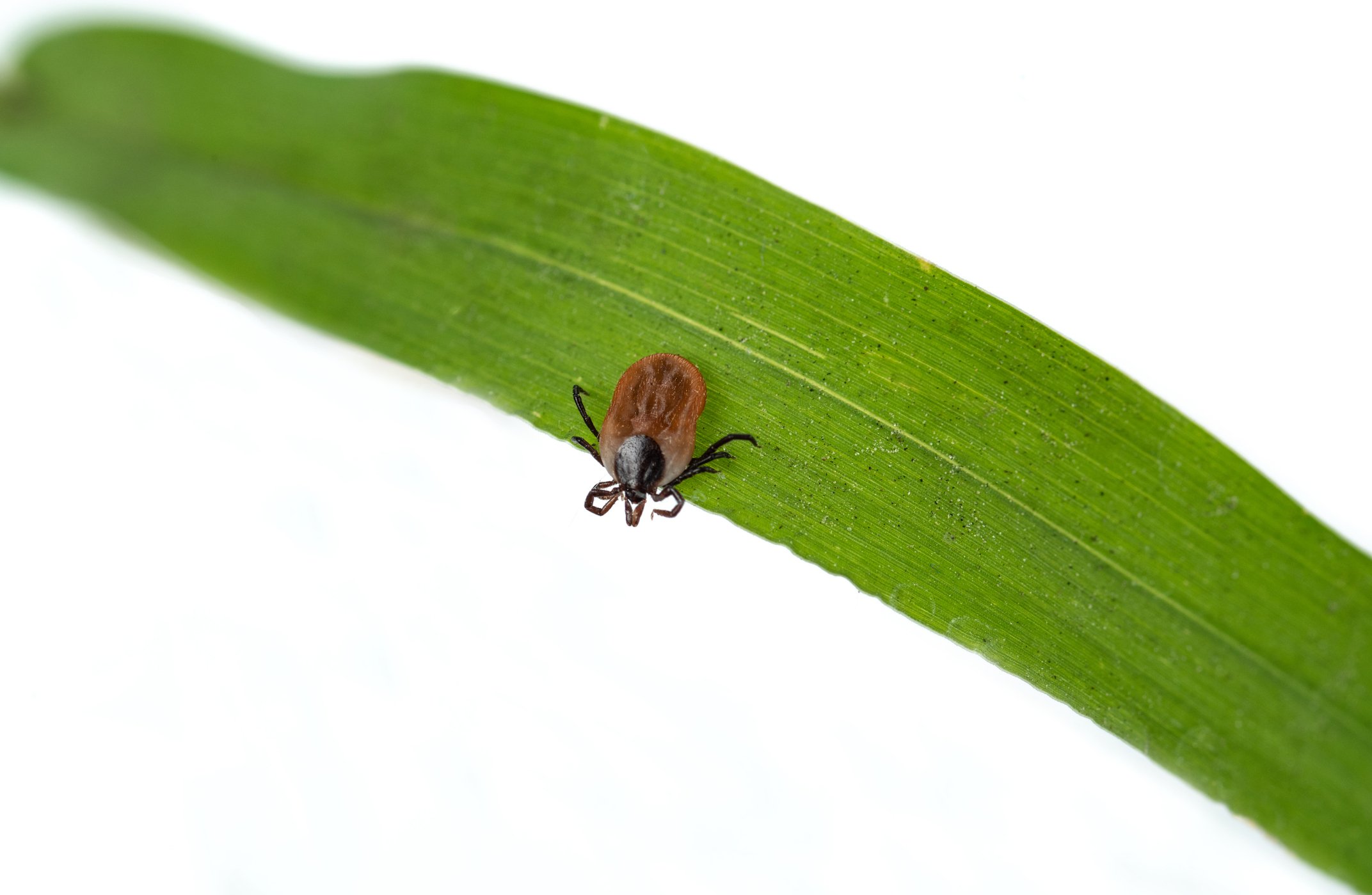 Spring is tick season in Canada.