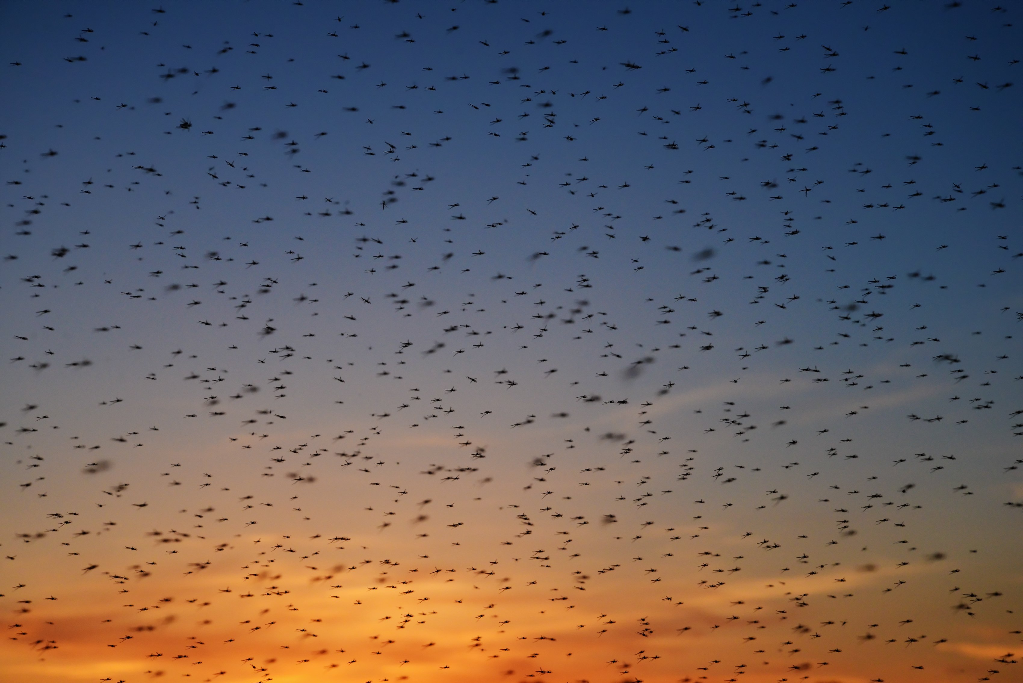 Cattail mosquitoes have very specific environmental conditions that cause their populations to explode.