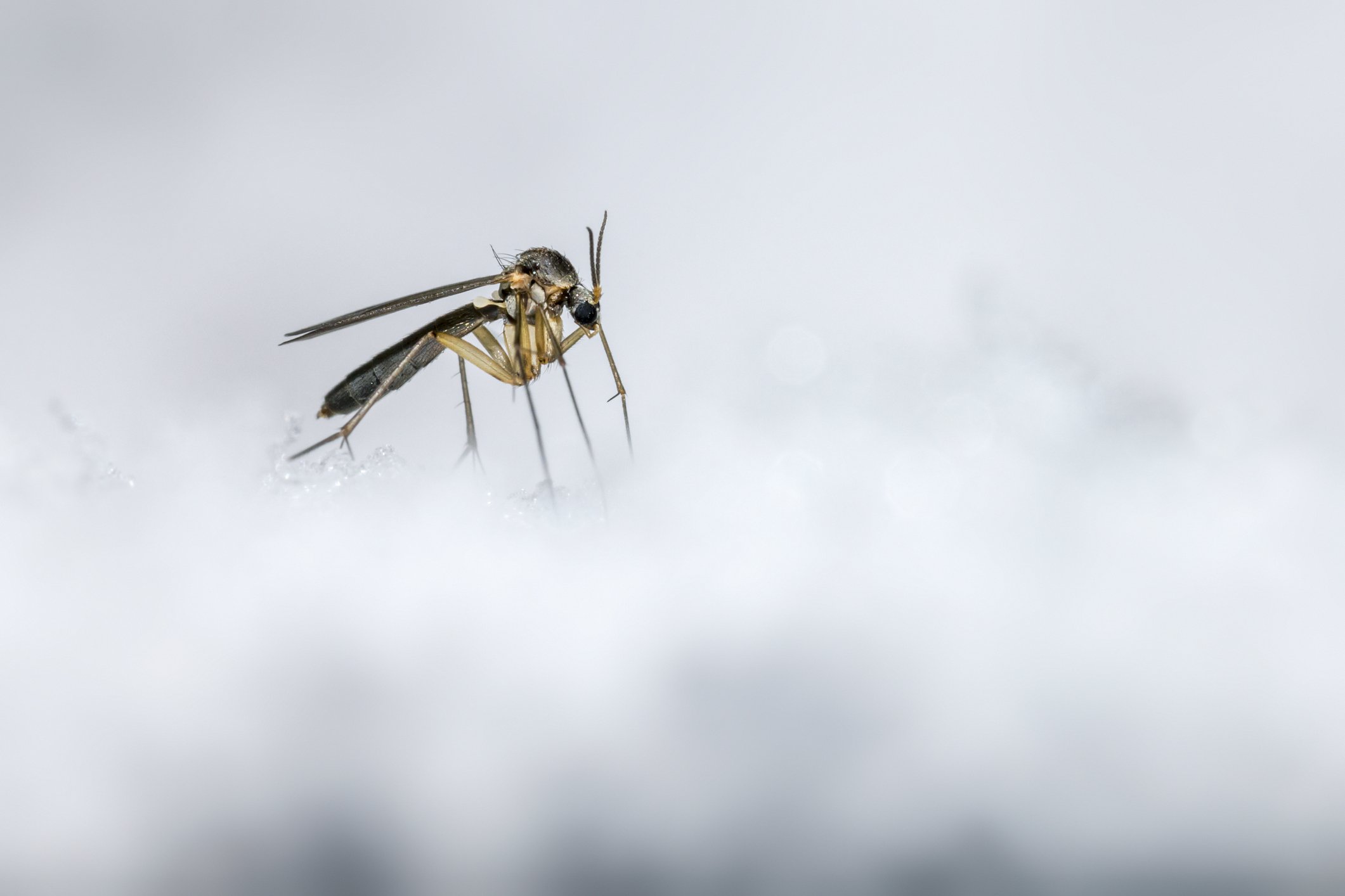 Many mosquitoes species go dormant in winter.