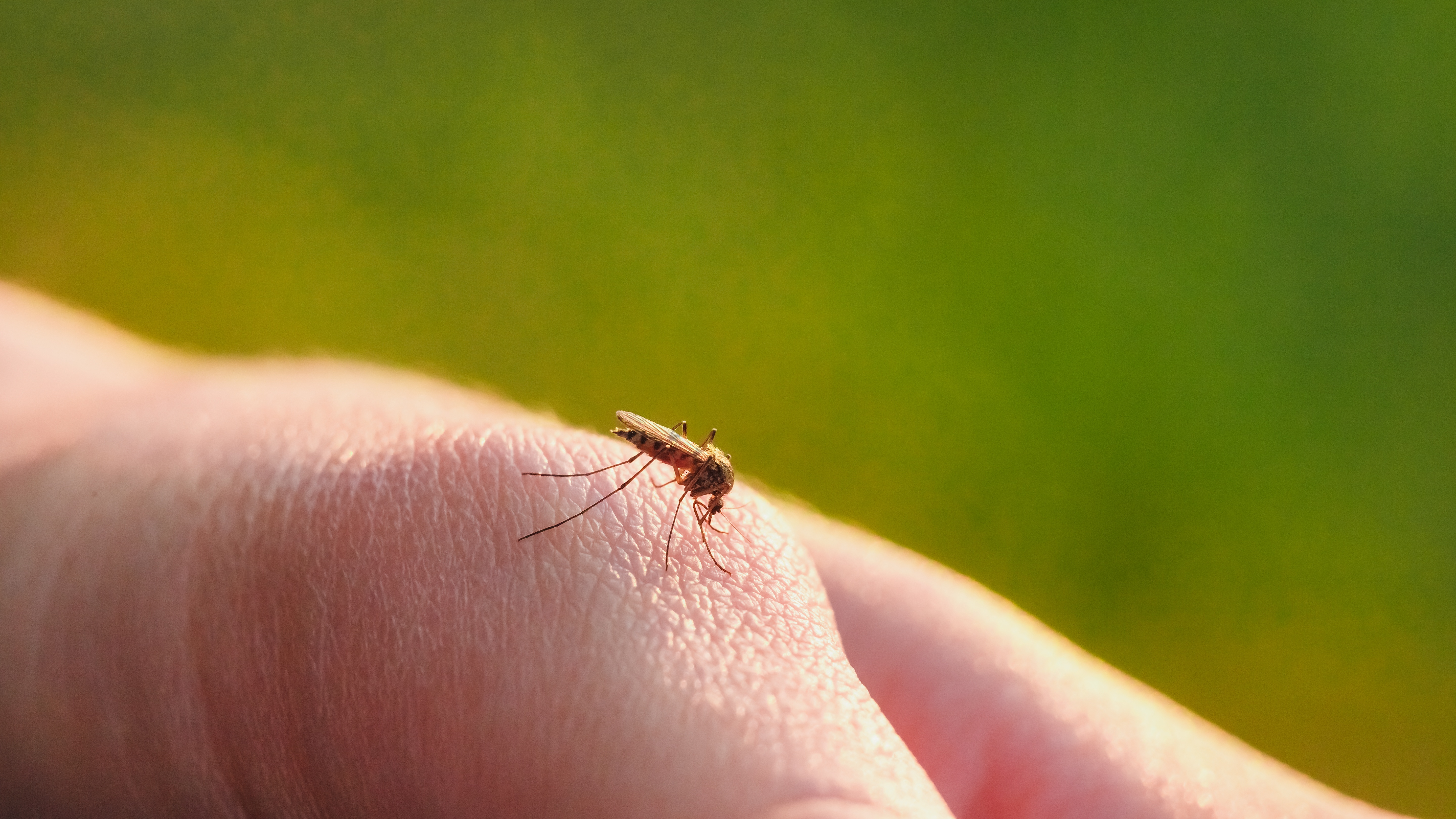 Mosquitoes are cold-blooded insects, which means that their body temperature is usually the same as their environment.