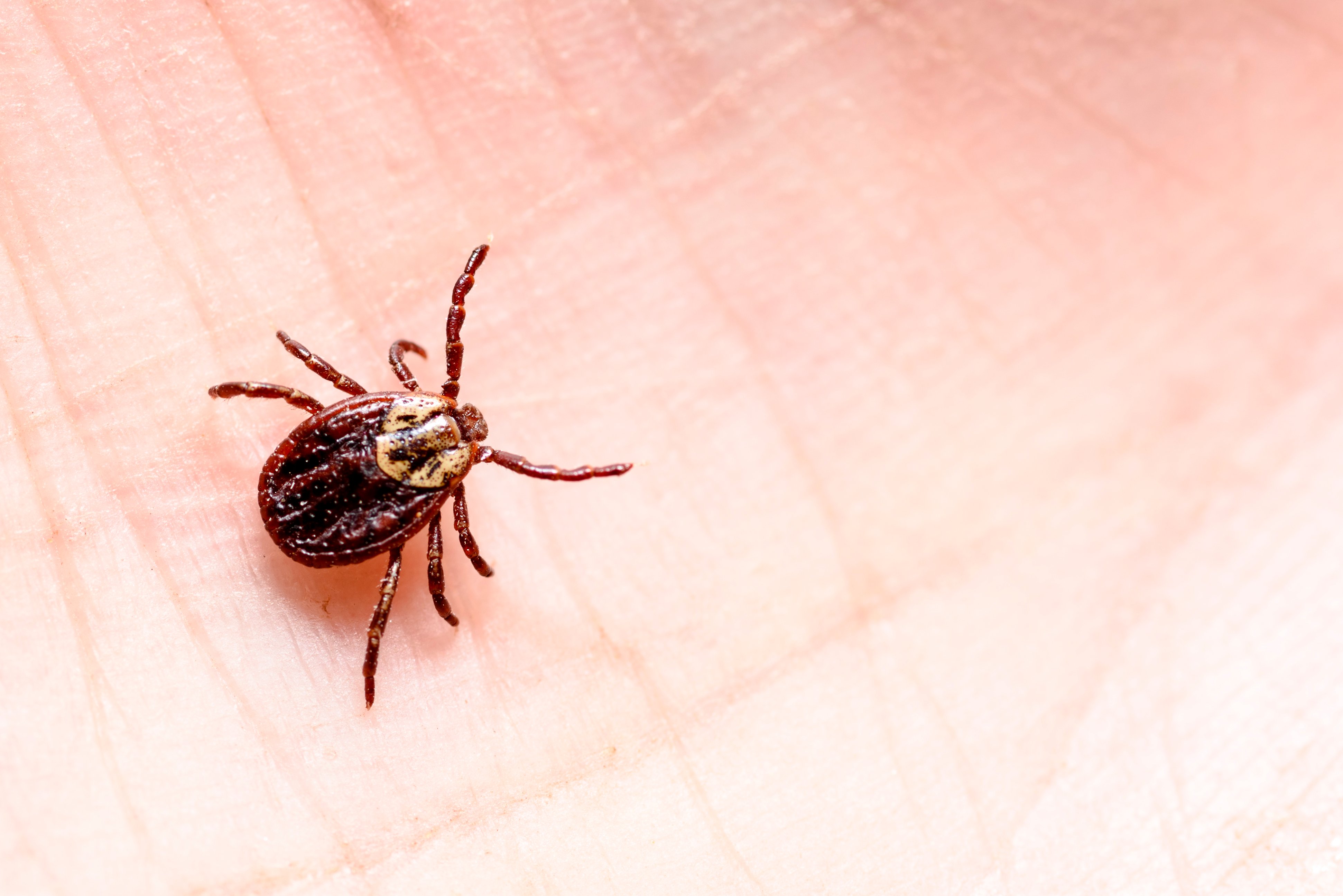 Tick season generally begins in late spring.