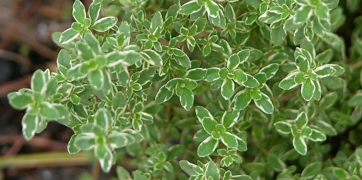 lemon-thyme-repels-mosquitoes-598054-edited.jpg