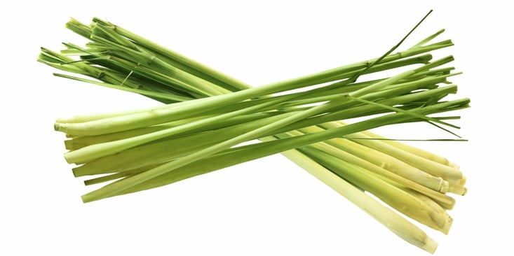 lemongrass-repels-mosquitoes-561359-edited.jpg