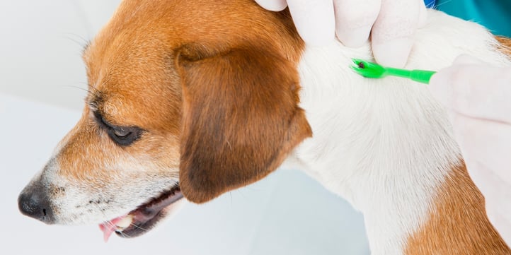 Lyme disease vaccine for dogs, but not humans