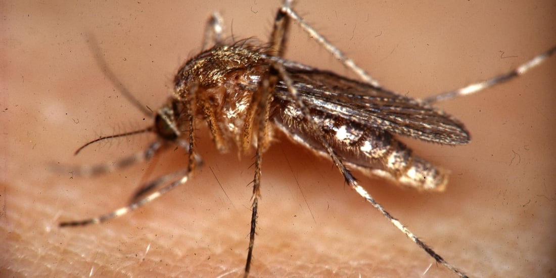 What Are The Different Types of Mosquitoes?